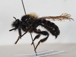  ( - NF-25-100)  @11 [ ] Unspecified (default): All Rights Reserved (2025) Naturhistorisches Museum Wien Unspecified