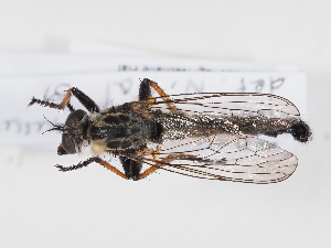  ( - NF-25-103)  @11 [ ] Unspecified (default): All Rights Reserved (2025) Naturhistorisches Museum Wien Unspecified