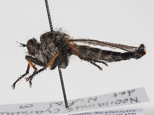  ( - NF-25-103)  @11 [ ] Unspecified (default): All Rights Reserved (2025) Naturhistorisches Museum Wien Unspecified