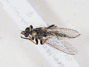  ( - NF-25-104)  @11 [ ] Unspecified (default): All Rights Reserved (2025) Naturhistorisches Museum Wien Unspecified