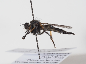  ( - NF-25-104)  @11 [ ] Unspecified (default): All Rights Reserved (2025) Naturhistorisches Museum Wien Unspecified