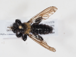  ( - NF-25-108)  @11 [ ] Unspecified (default): All Rights Reserved (2025) Naturhistorisches Museum Wien Unspecified