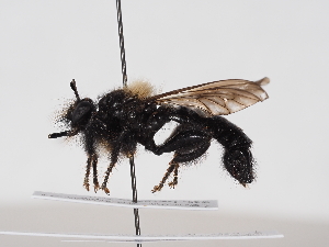  ( - NF-25-108)  @11 [ ] Unspecified (default): All Rights Reserved (2025) Naturhistorisches Museum Wien Unspecified