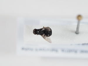  ( - NF-25-109)  @11 [ ] Unspecified (default): All Rights Reserved (2025) Naturhistorisches Museum Wien Unspecified