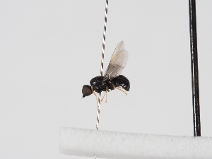  ( - NF-25-109)  @11 [ ] Unspecified (default): All Rights Reserved (2025) Naturhistorisches Museum Wien Unspecified