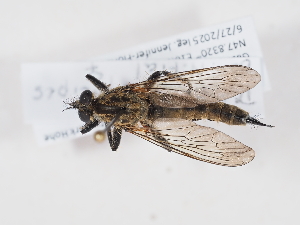  ( - NF-25-113)  @11 [ ] Unspecified (default): All Rights Reserved (2025) Naturhistorisches Museum Wien Unspecified