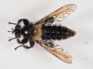  ( - NF-25-120)  @11 [ ] Unspecified (default): All Rights Reserved (2025) Naturhistorisches Museum Wien Unspecified