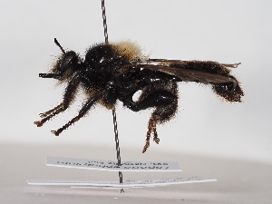  ( - NF-25-120)  @11 [ ] Unspecified (default): All Rights Reserved (2025) Naturhistorisches Museum Wien Unspecified