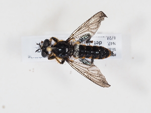  ( - NF-25-122)  @11 [ ] Unspecified (default): All Rights Reserved (2025) Naturhistorisches Museum Wien Unspecified