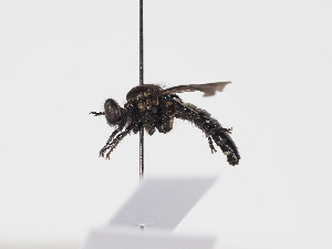  ( - NF-25-127)  @11 [ ] Unspecified (default): All Rights Reserved (2025) Naturhistorisches Museum Wien Unspecified