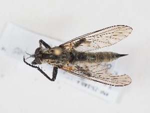  ( - NF-25-140)  @11 [ ] Unspecified (default): All Rights Reserved (2025) Naturhistorisches Museum Wien Unspecified