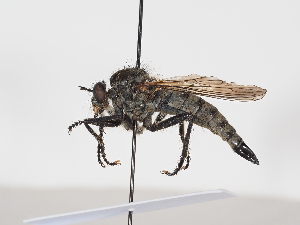  ( - NF-25-140)  @11 [ ] Unspecified (default): All Rights Reserved (2025) Naturhistorisches Museum Wien Unspecified