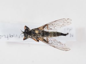  (Neoitamus cothurnatus - NF-25-141)  @11 [ ] Unspecified (default): All Rights Reserved (2025) Naturhistorisches Museum Wien Unspecified