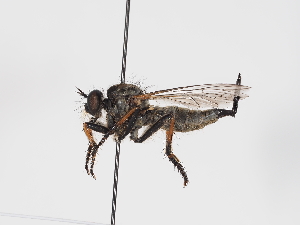  ( - NF-25-141)  @11 [ ] Unspecified (default): All Rights Reserved (2025) Naturhistorisches Museum Wien Unspecified