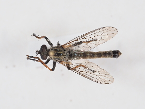  ( - NF-25-148)  @11 [ ] Unspecified (default): All Rights Reserved (2025) Naturhistorisches Museum Wien Unspecified