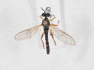  (Dioctria linearis - NF-25-150)  @11 [ ] Unspecified (default): All Rights Reserved (2025) Naturhistorisches Museum Wien Unspecified