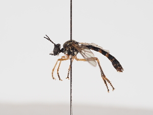  ( - NF-25-150)  @11 [ ] Unspecified (default): All Rights Reserved (2025) Naturhistorisches Museum Wien Unspecified