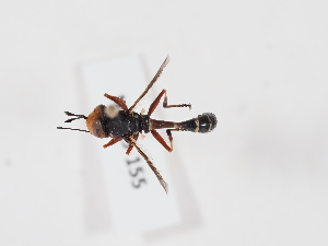  ( - NF-25-155)  @11 [ ] Unspecified (default): All Rights Reserved (2025) Naturhistorisches Museum Wien Unspecified