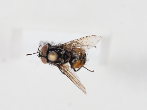  ( - NF-25-160)  @11 [ ] Unspecified (default): All Rights Reserved (2025) Naturhistorisches Museum Wien Unspecified