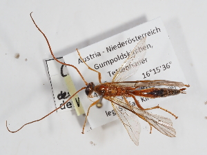  ( - ABOL-24-1650)  @11 [ ] Unspecified (default): All Rights Reserved (2024) Natural history museum Vienna Unspecified