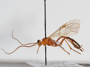  ( - ABOL-24-1650)  @11 [ ] Unspecified (default): All Rights Reserved (2024) Natural history museum Vienna Unspecified