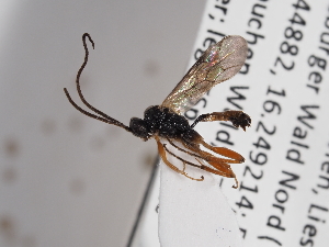  ( - ABOL-24-1638)  @11 [ ] Unspecified (default): All Rights Reserved (2024) Natural history museum Vienna Unspecified