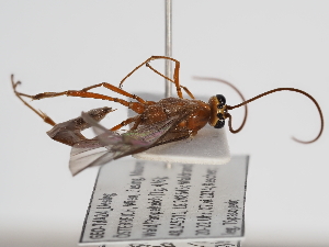  ( - ABOL-24-1639)  @11 [ ] Unspecified (default): All Rights Reserved (2024) Natural history museum Vienna Unspecified