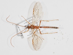  ( - ABOL-24-1648)  @11 [ ] Unspecified (default): All Rights Reserved (2024) Natural history museum Vienna Unspecified