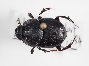  ( - ABOL-25-0576)  @11 [ ] CC-BY (2025) Naturhistorisches Museum Wien Unspecified