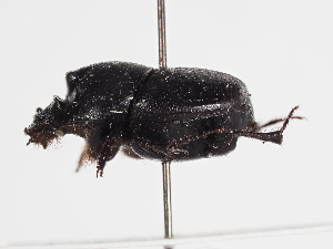  ( - ABOL-25-0576)  @11 [ ] CC-BY (2025) Naturhistorisches Museum Wien Unspecified