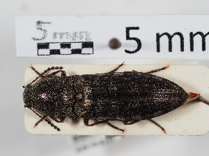  ( - ABOL-24-1473)  @11 [ ] Unspecified (default): All Rights Reserved (2024) Naturhistorisches Museum Wien Naturhistorisches Museum Wien