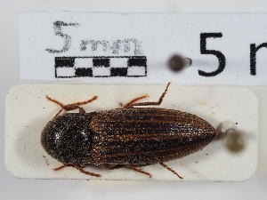  ( - ABOL-24-1525)  @11 [ ] Unspecified (default): All Rights Reserved (2024) Naturhistorisches Museum Wien Naturhistorisches Museum Wien