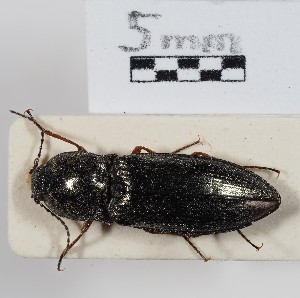  ( - ABOL-24-1673)  @11 [ ] Unspecified (default): All Rights Reserved (2024) Naturhistorisches Museum Wien Naturhistorisches Museum Wien