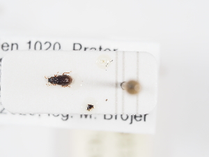  ( - ABOL-25-1187)  @11 [ ] Unspecified (default): All Rights Reserved (2025) Naturhistorisches Museum Wien Unspecified