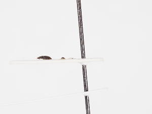  ( - ABOL-25-1187)  @11 [ ] Unspecified (default): All Rights Reserved (2025) Naturhistorisches Museum Wien Unspecified