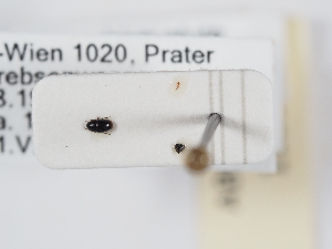  ( - ABOL-25-1188)  @11 [ ] Unspecified (default): All Rights Reserved (2025) Naturhistorisches Museum Wien Unspecified