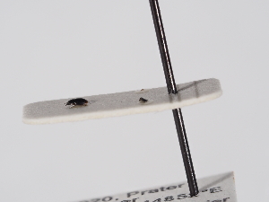  ( - ABOL-25-1188)  @11 [ ] Unspecified (default): All Rights Reserved (2025) Naturhistorisches Museum Wien Unspecified