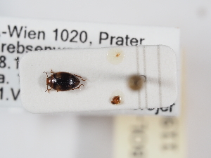  ( - ABOL-25-1190)  @11 [ ] Unspecified (default): All Rights Reserved (2025) Naturhistorisches Museum Wien Unspecified