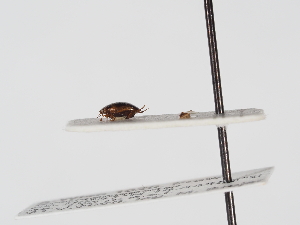  ( - ABOL-25-1190)  @11 [ ] Unspecified (default): All Rights Reserved (2025) Naturhistorisches Museum Wien Unspecified