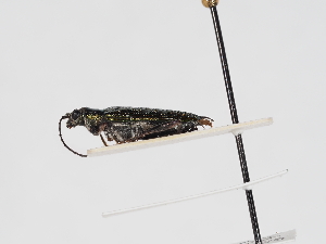  ( - ABOL-25-1202)  @11 [ ] Unspecified (default): All Rights Reserved (2025) Naturhistorisches Museum Wien Unspecified
