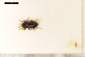  ( - ABOL-24-0024)  @11 [ ] Unspecified (default): All Rights Reserved (2024) Natural history museum Vienna Unspecified