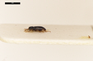  ( - ABOL-24-0024)  @11 [ ] Unspecified (default): All Rights Reserved (2024) Natural history museum Vienna Unspecified