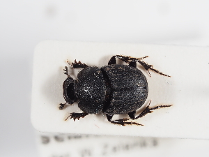  ( - ABOL-25-0578)  @11 [ ] CC-BY (2025) Naturhistorisches Museum Wien Unspecified