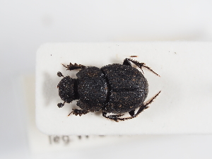  ( - ABOL-25-0473)  @11 [ ] CC-BY (2025) Naturhistorisches Museum Wien Unspecified