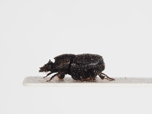  ( - ABOL-25-0473)  @11 [ ] CC-BY (2025) Naturhistorisches Museum Wien Unspecified