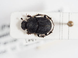  ( - ABOL-25-0665)  @11 [ ] CC-BY (2025) Naturhistorisches Museum Wien Unspecified