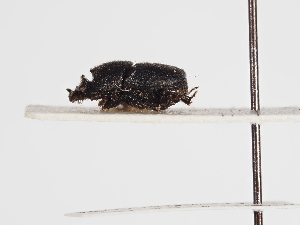  ( - ABOL-25-0665)  @11 [ ] CC-BY (2025) Naturhistorisches Museum Wien Unspecified