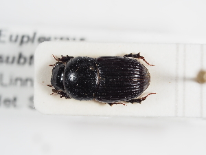  (Eupleurus - ABOL-25-0434)  @11 [ ] CC-BY (2025) Naturhistorisches Museum Wien Unspecified