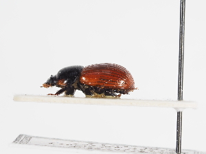  ( - ABOL-25-0566)  @11 [ ] Unspecified (default): All Rights Reserved (2025) Naturhistorisches Museum Wien Unspecified