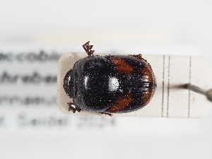  ( - ABOL-25-0579)  @11 [ ] CC-BY (2025) Naturhistorisches Museum Wien Unspecified